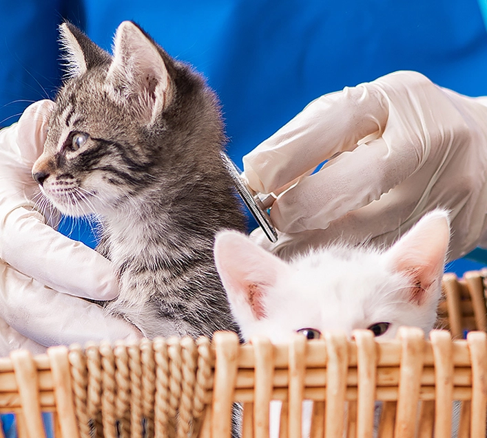 How to Use Feline PCR Test Kits？
