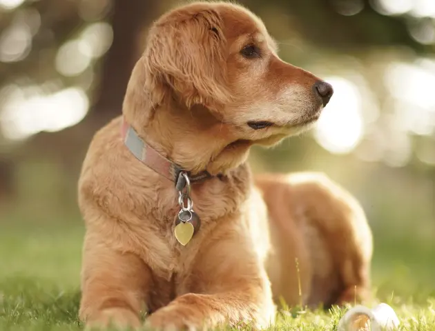 Canine PCR Test Kit