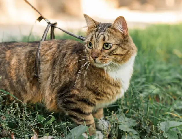 Feline PCR Test Kits