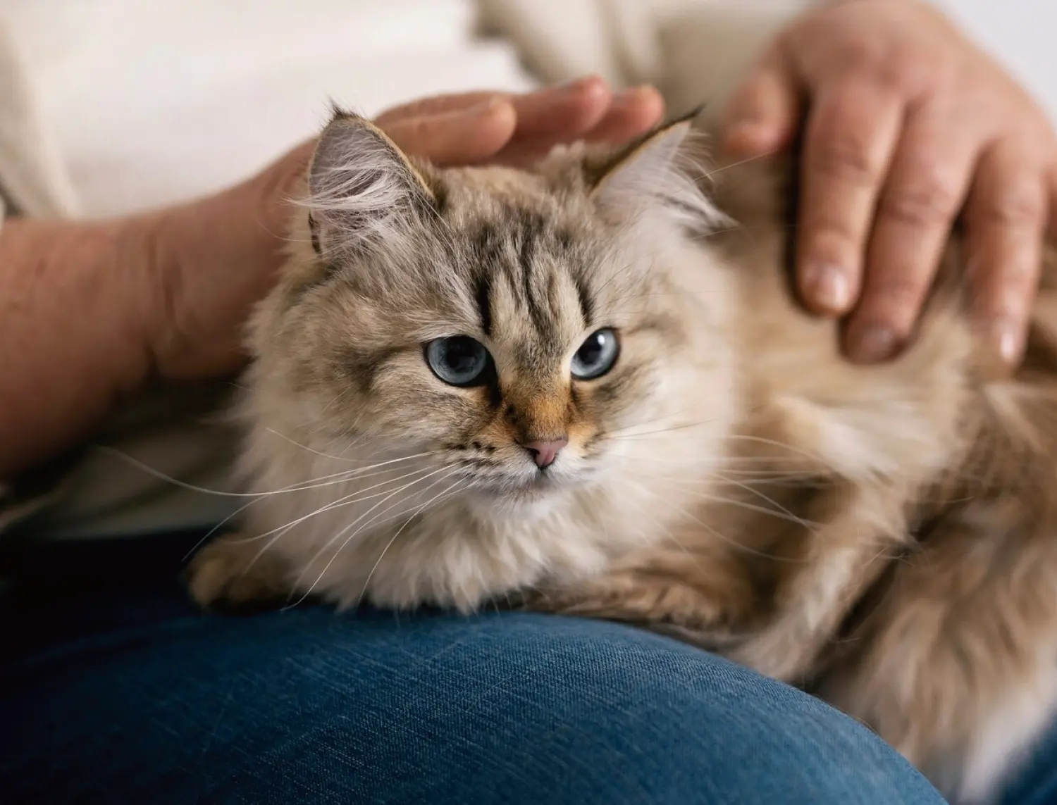 Feline Rapid Test Kits