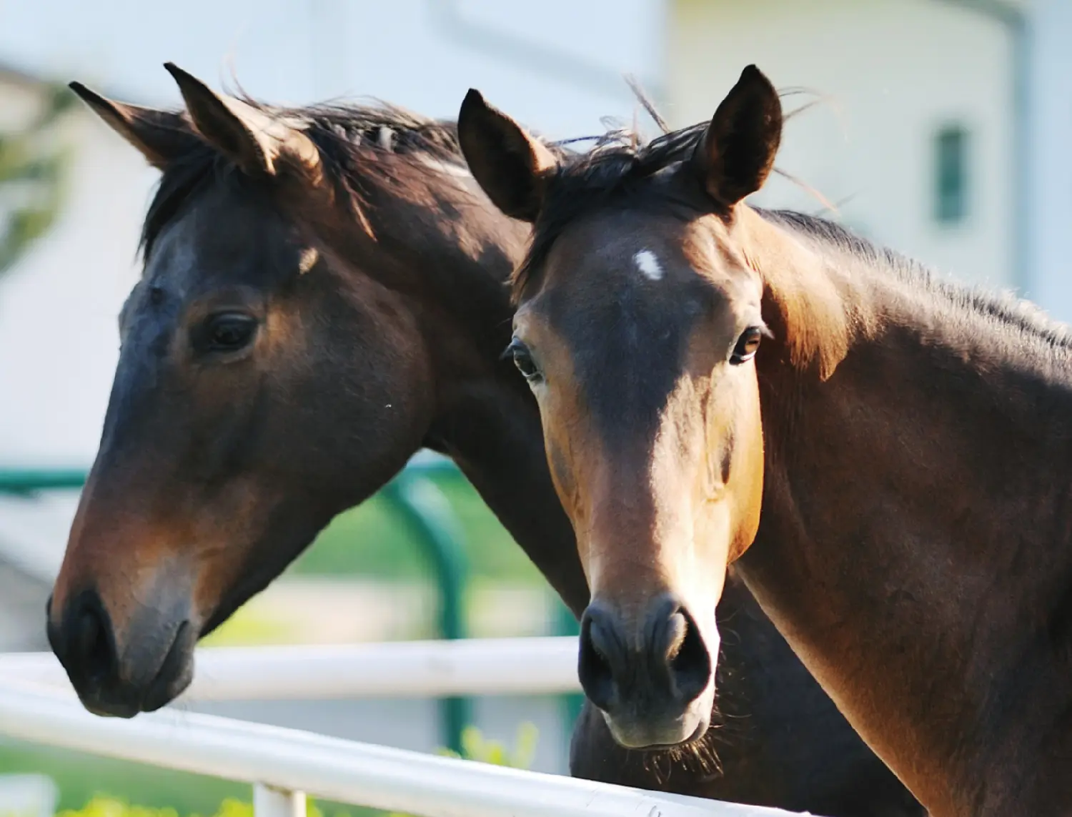 Equine rapid Test kit